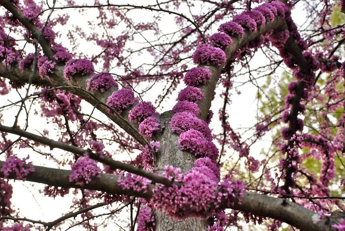 The Eastern Redbud (Cercis Canadensis) Blossoming Tree