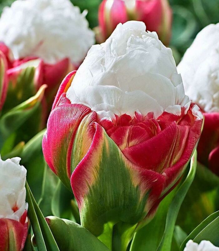 Variedad de tulipán llamada "helado"