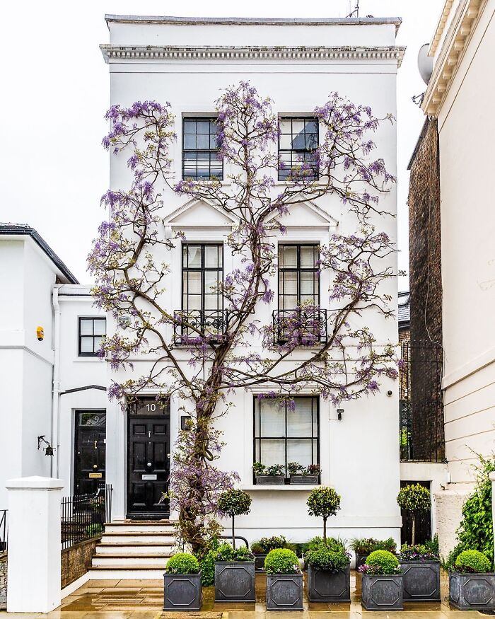 Wisteria Climbs Up A Home In South Kensington, London. (Wisteria Floribunda)