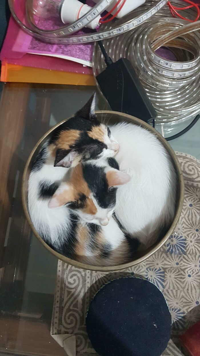 My Kittens Recently Found Their Favourite Spot Too Sleep