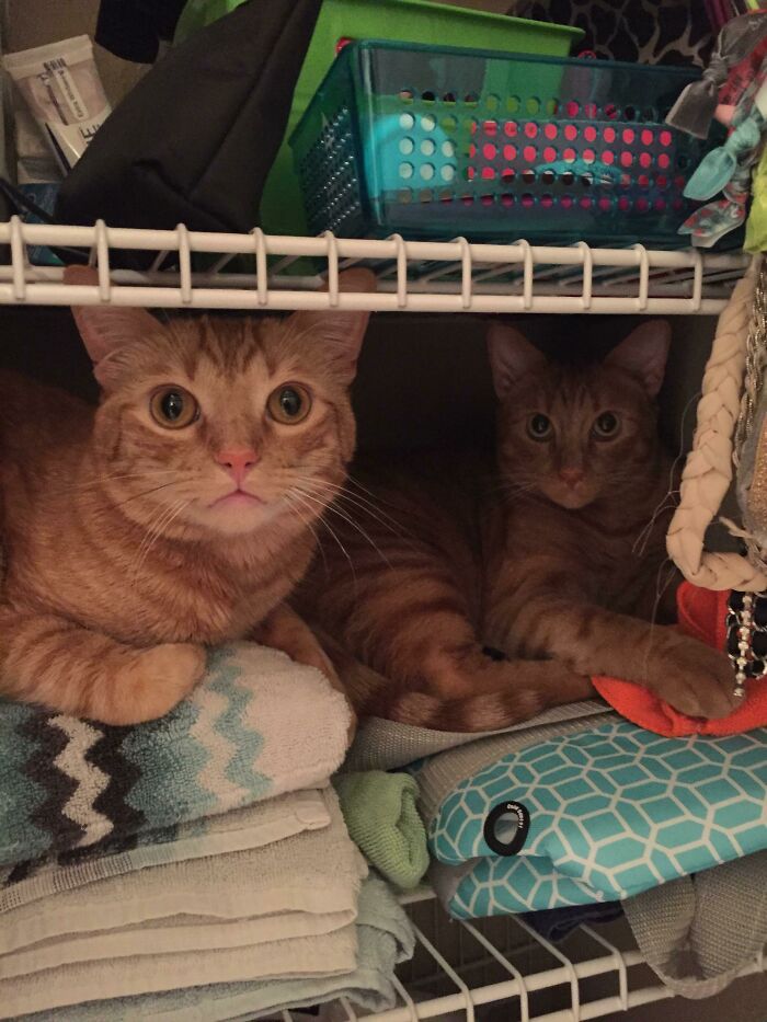 Couldn't Find Them Anywhere. Checked The Bathroom Closet