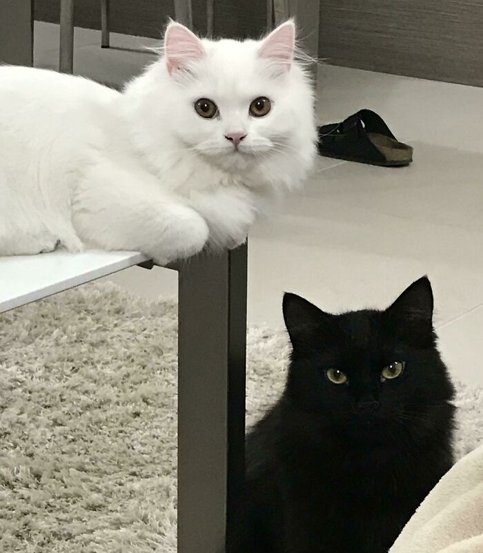 My Snowball And My Void. Finally Got Them Looking At The Camera Together