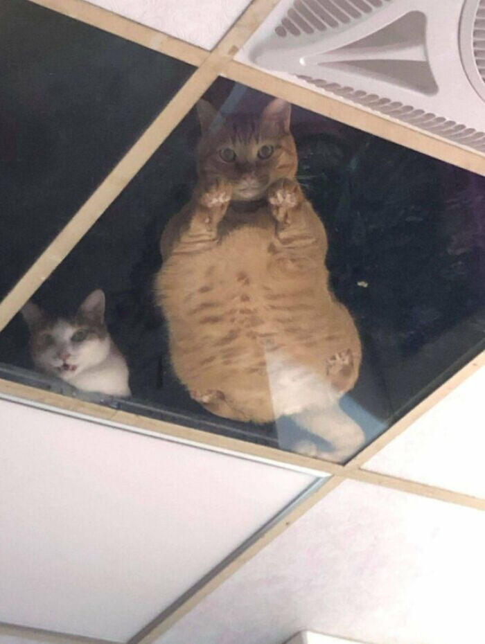 Shop Owner Installs Glass Ceiling For Cats So They Could Stare At Him While He Works
