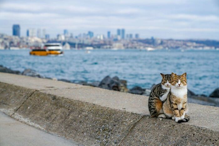 Two Cats Cuddling Each Other In A Coast Of Istanbul 