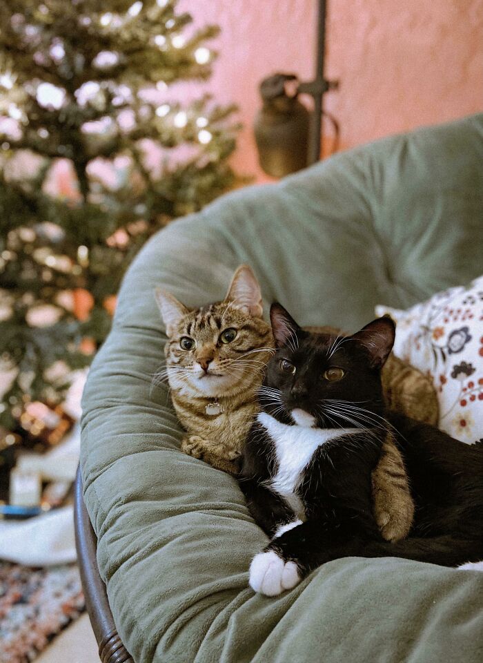I Screamed When I Found Them Like This. Happy Holidays From Pebble And Maxie!