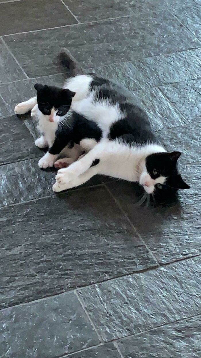 My Parents Didn’t Want A Cat, This Stray And Her Baby Decided Otherwise. Obviously My Parents Now Have 2 Cats 