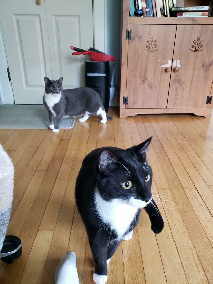 My Beloved Cat Died On Sunday And I Wanted Someone New To Take Care Of. My Vet Called And Told Me That This Brother And Sister Duo Needed An Emergency Home Asap. It Was Fate. World, Meet Fitz And Georgie!