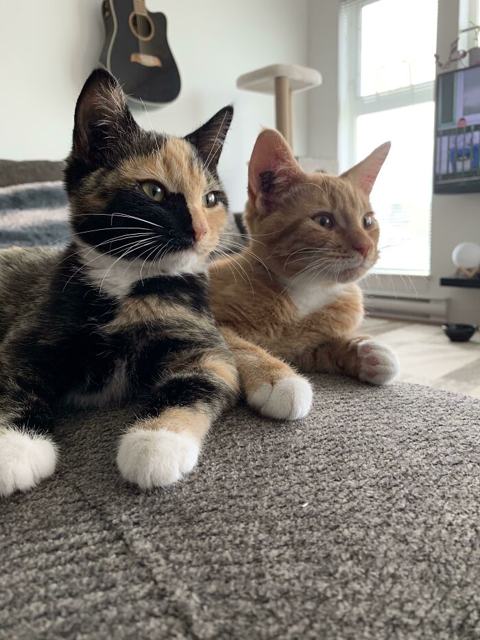 Just Adopted Both Of These Little Monsters