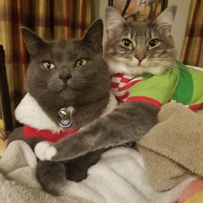 My Cats Take The Best Christmas Pictures