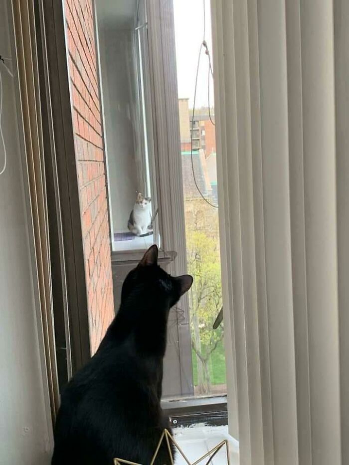 I Posted In A Thread About Silly Cats In My Apartment’s Community Board That My Cat Won’t Stop Looking Into My Neighbor’s Apartment. She Replied With The Most Adorable Photo I’ve Ever Seen