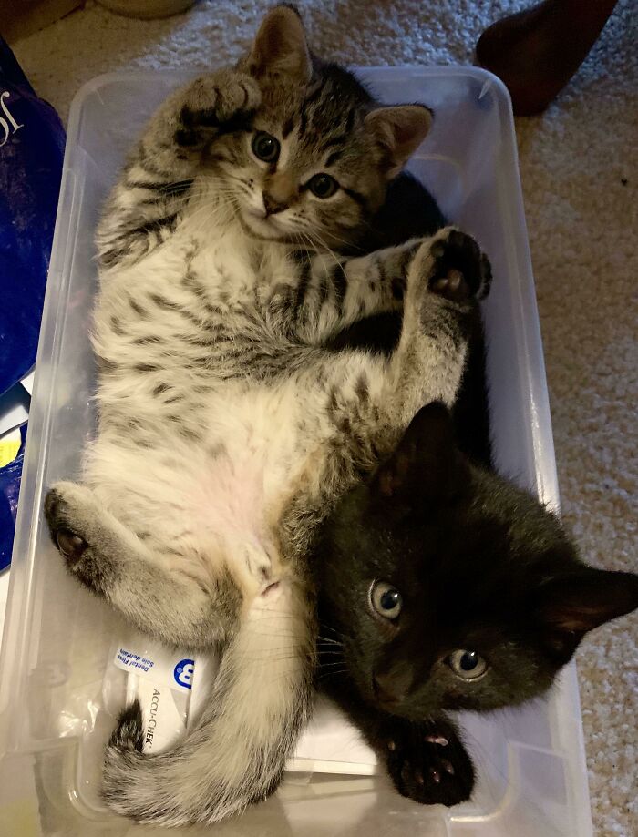 2 Months Ago A Neighbor Asked Me To Investigate Why Scratching Sounds Were Coming From Behind Her Fireplace Firewall. I Cut An Inspection Panel Into The Drywall And To My Surprise I Found These Two, Abandoned, Dirty, Dehydrated And Hungry. Picture Taken At Approximately Three Weeks Post Rescue