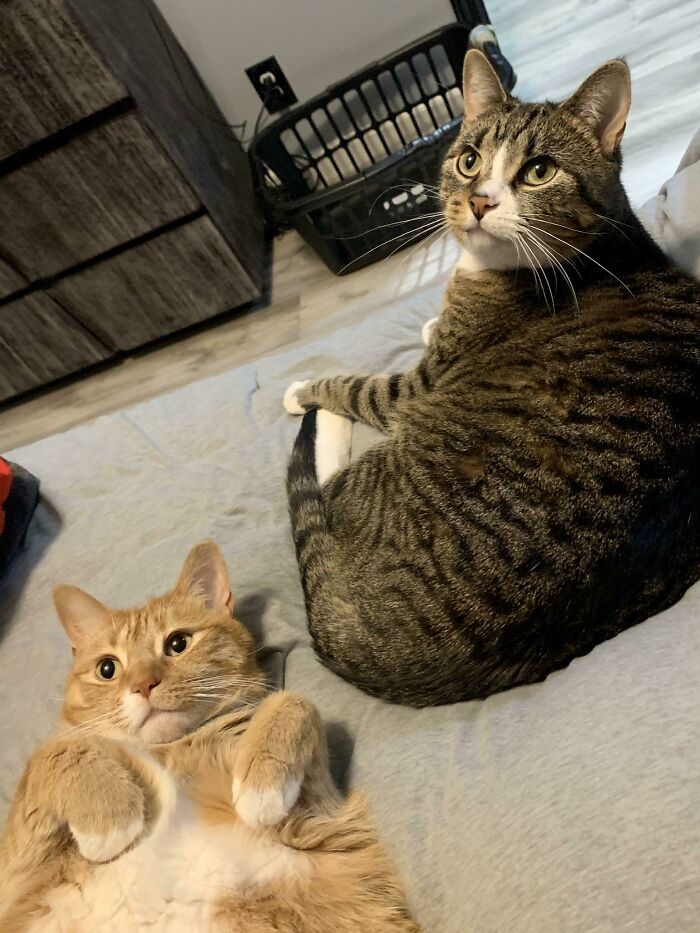 Their Reaction When I Broke The News That I Start Working From Home This Week And Will Officially Be Their Stay-At-Home Cat Mom Lol