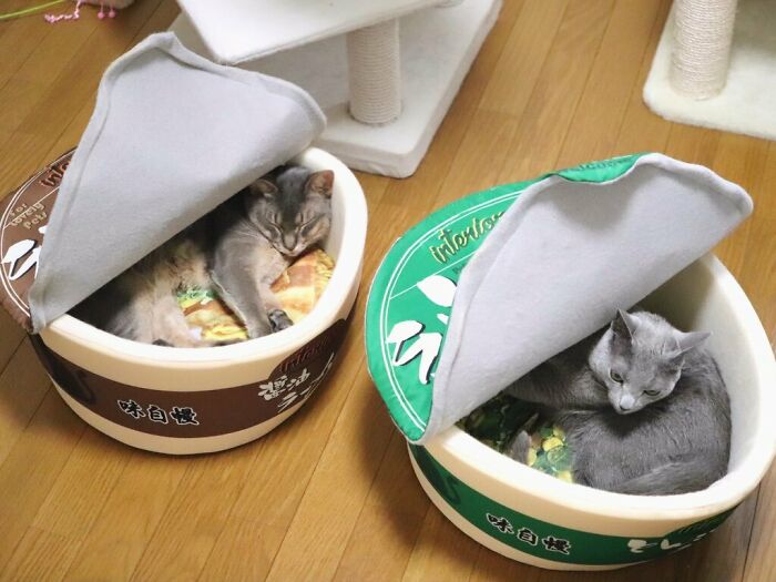 These Cats Love Their Ramen Beds