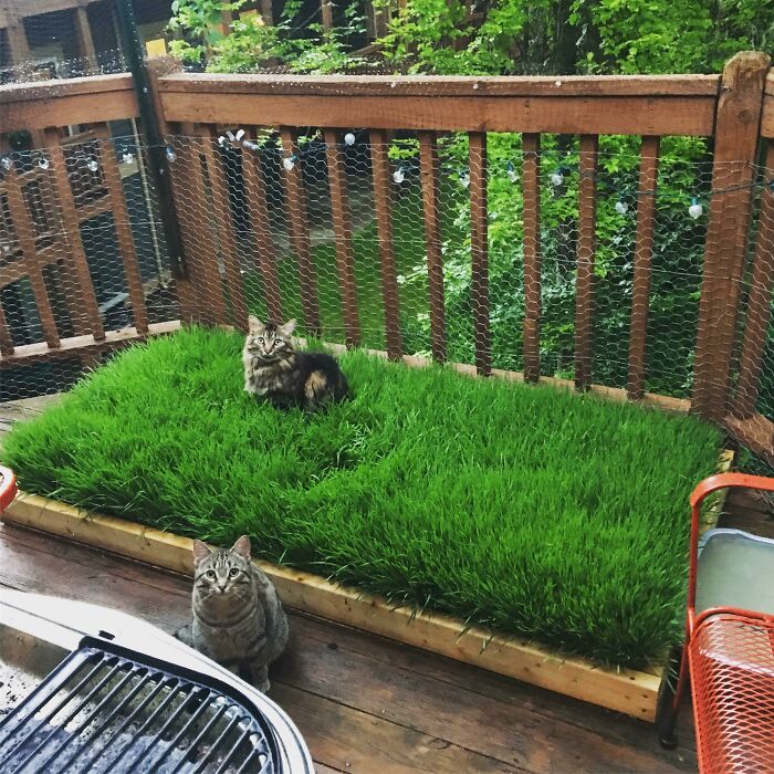Planted A Tiny Wheatgrass Yard On My Balcony For My Boys