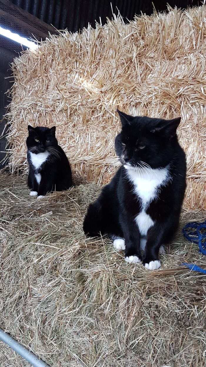 Met These Two Identical Little Floofs At A Farm Today