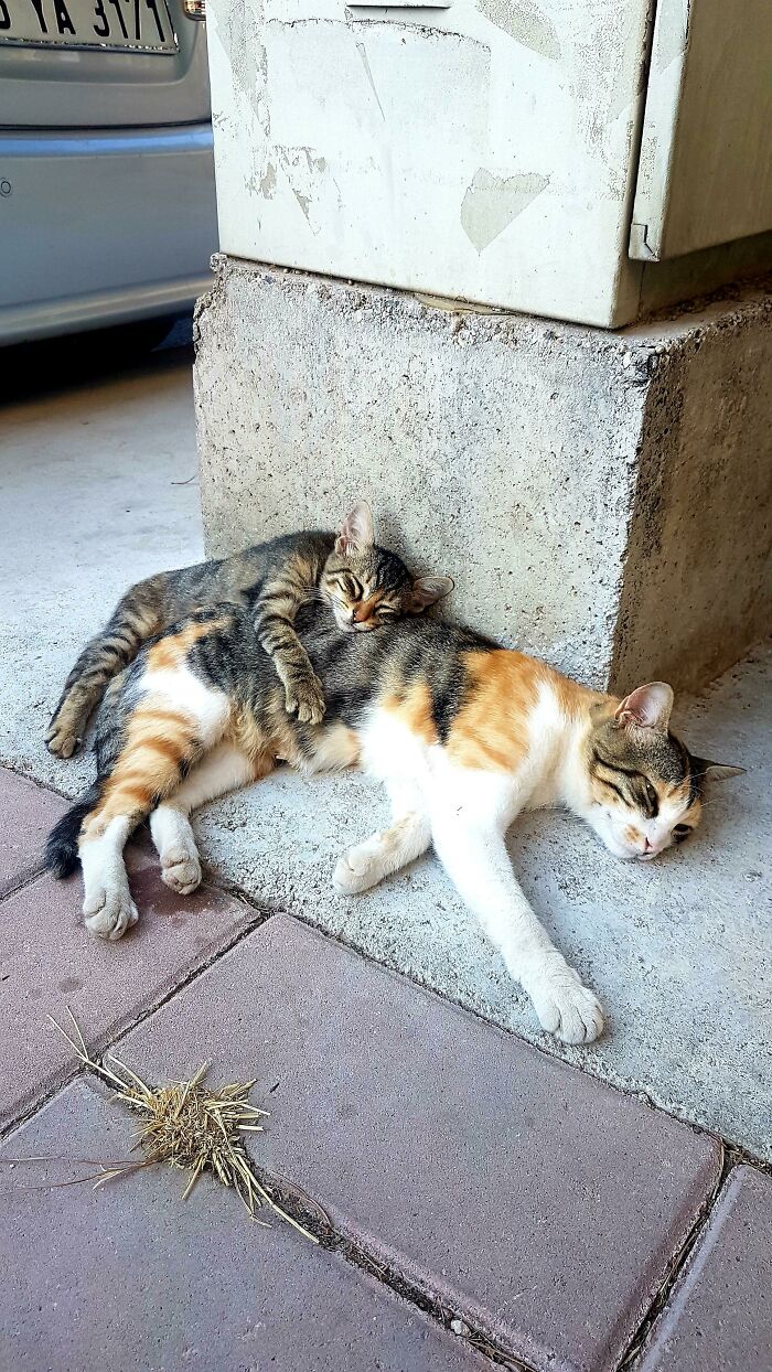 Found These Two Cuties On My Way Home