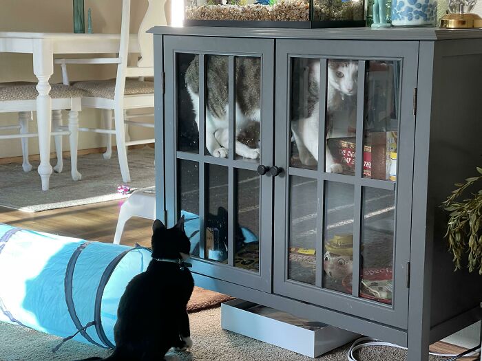 My New Kitten Closed My Older Cat In The China Cabinet. I Dono How They Got It Open But I Heard It Shut And Found This...