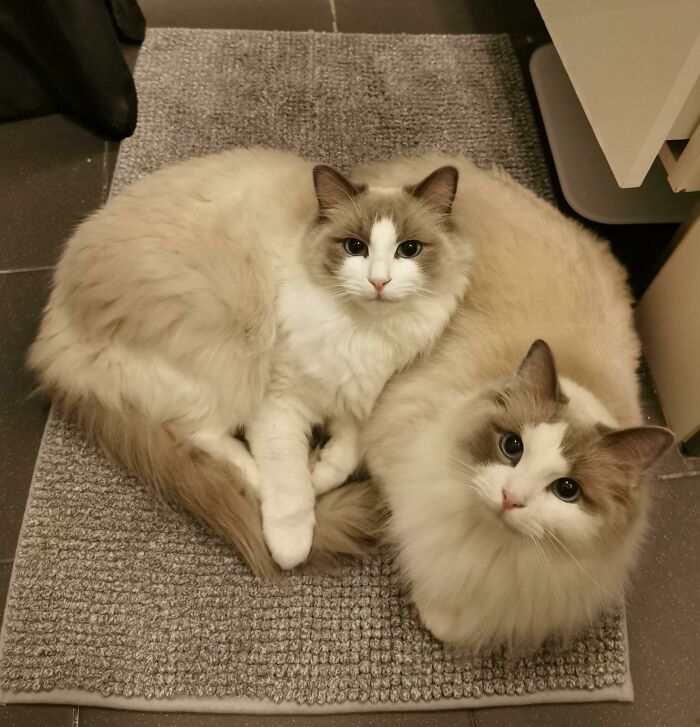 Meet My Two Boys Obi And Niles. They Are Brothers And The Best Of Friends And They Follow Me Around All Day