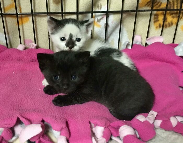 From The Group Of 130 Rescued Hoard Cats. Oreo And Coal. Oreo Is A Little Bit Shy But His Brother Is A Pretty Confident Kitty. All They Had Were Some Fleas