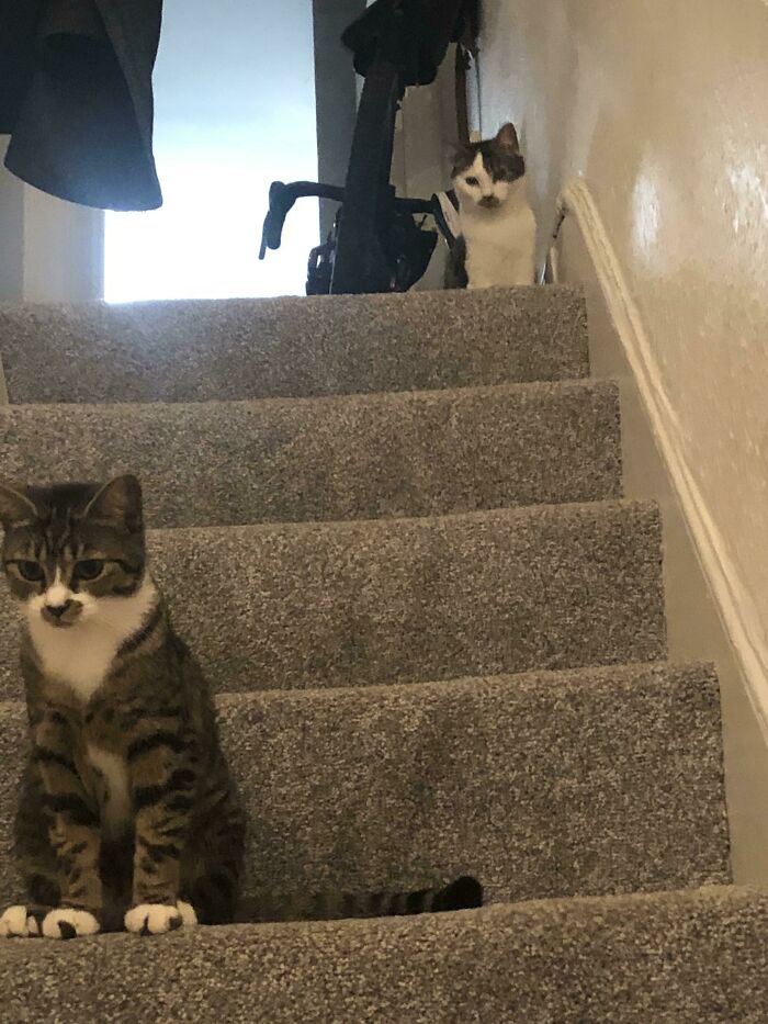 One Of Them Is Peeing On The Carpet By The Door, I Have Visitors Tomorrow So I Am Scrubbing It Completely. They Came To Watch The Idiot At Work