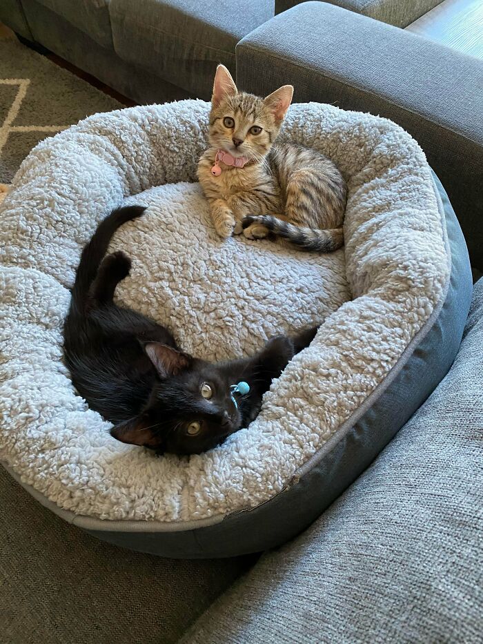 Leo & Luna -Rescue Siblings 