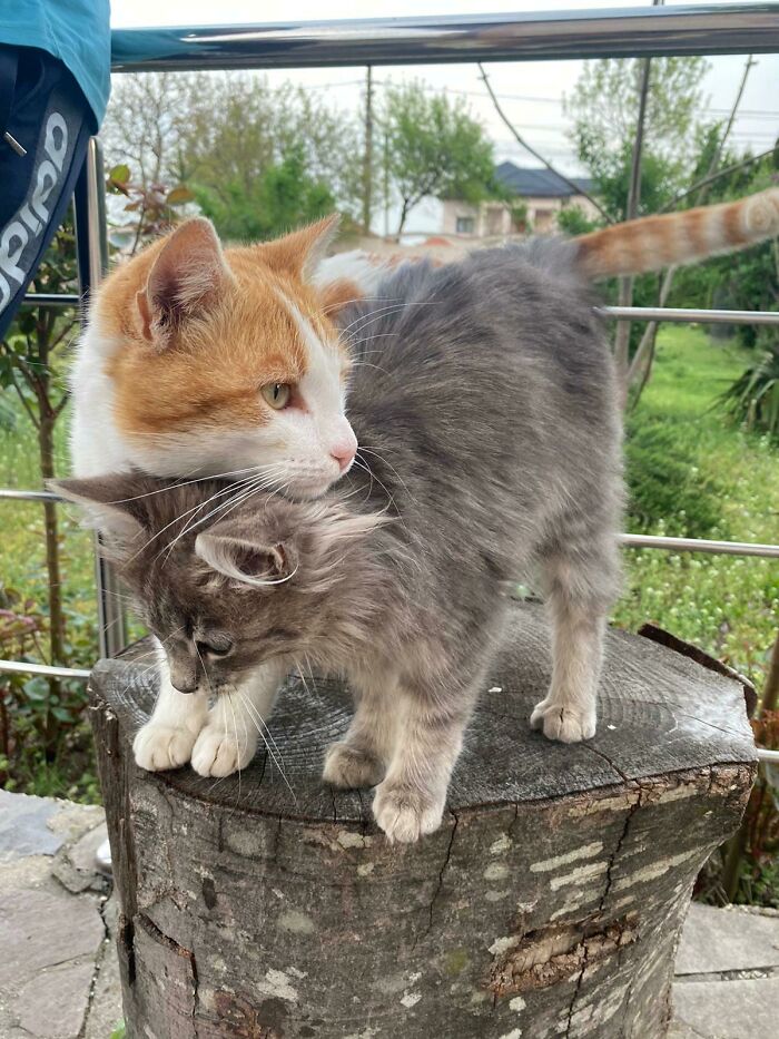 My Mon Got These 2 Beautifull Cats In Her Backyard. They're Also Best Friends!