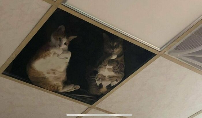 A Shop Owner Modified His Attic To Accommodate His Cats. Now He Is Under Constant Observation