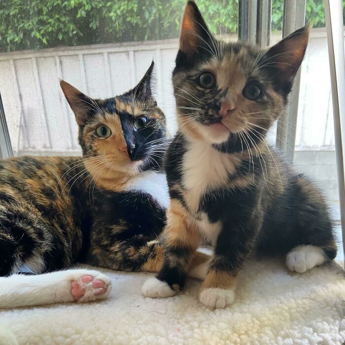 It’s My Cake Day, Please Enjoy A Pic Of My Cat And Her New Little Sister