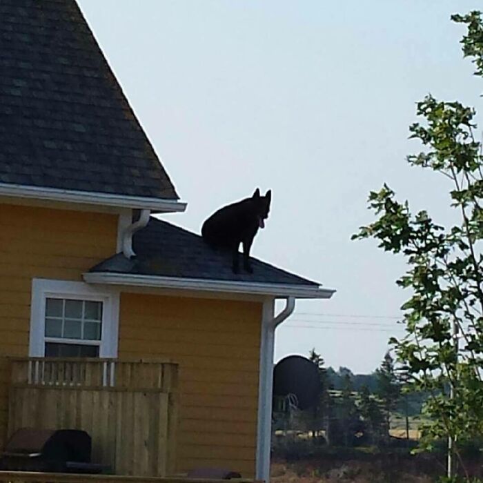 My Neighbor Called Me. Telling Me My Dog Was On The Roof