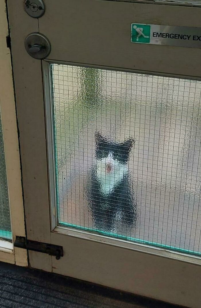 This Cat Lives Next Door To My Office And Comes To Scream For Attention