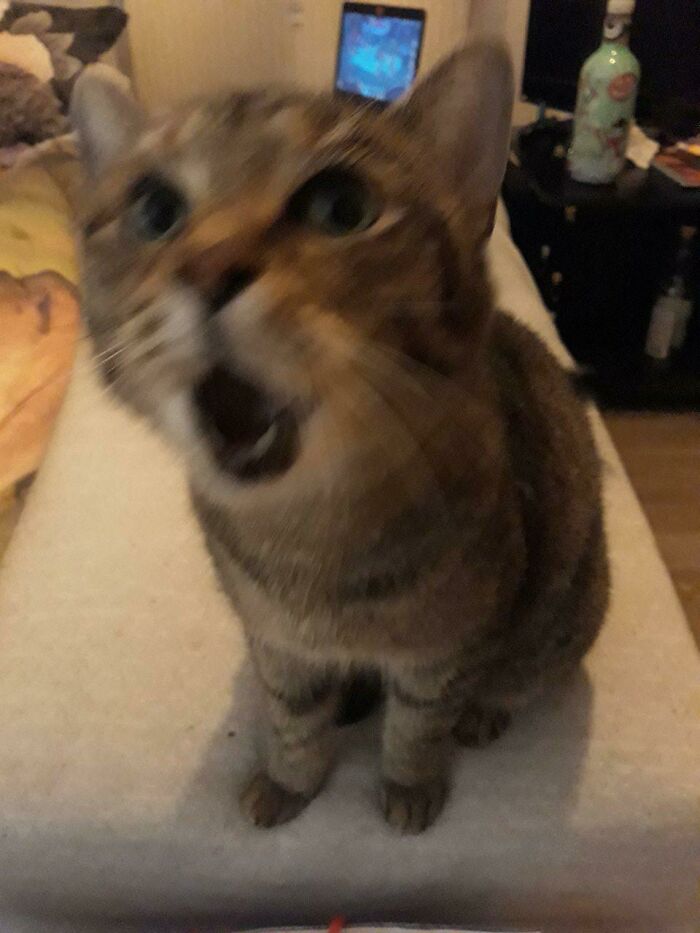 The Camera Couldn't Handle The Power Of His Yell