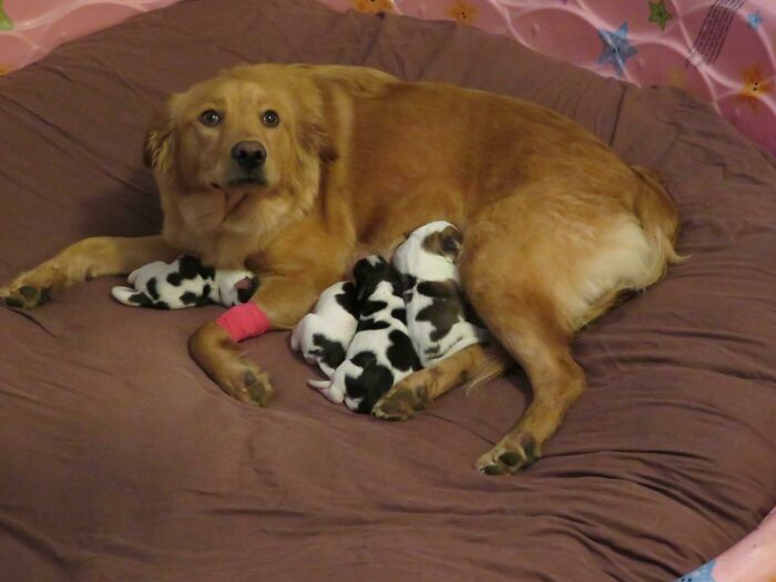No era exactamente lo que estábamos esperando: nuestra perra de acogida, que es una mezcla con Golden, tuvo bebés ayer, vacas bebés. Es una madre orgullosa