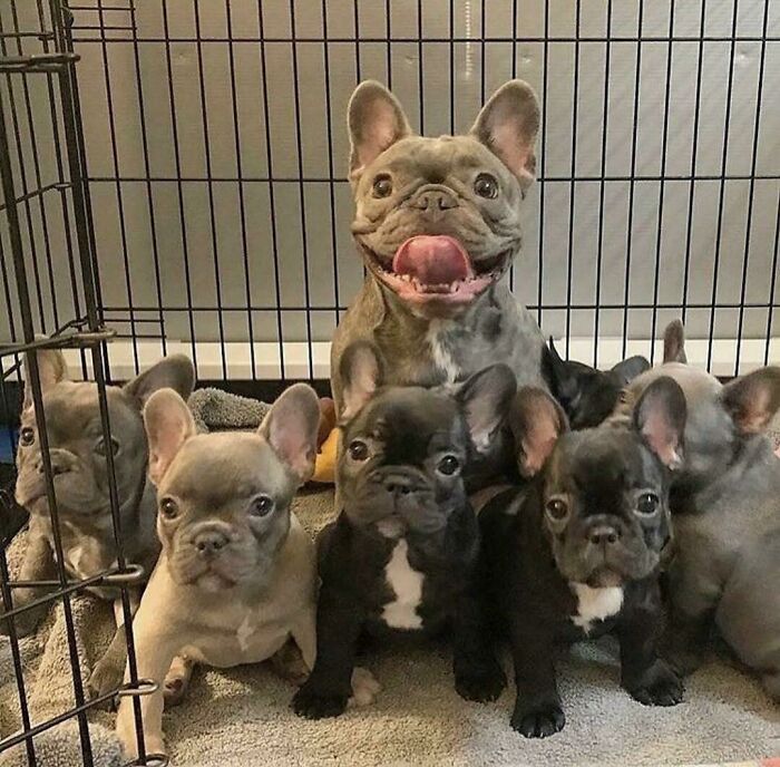 Una madre orgullosa y sus cachorros