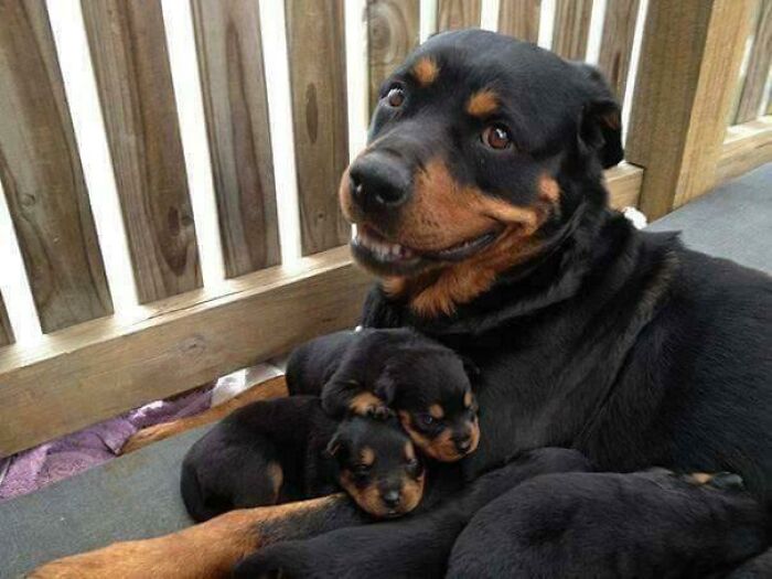 A Proud Mama And Her Pups