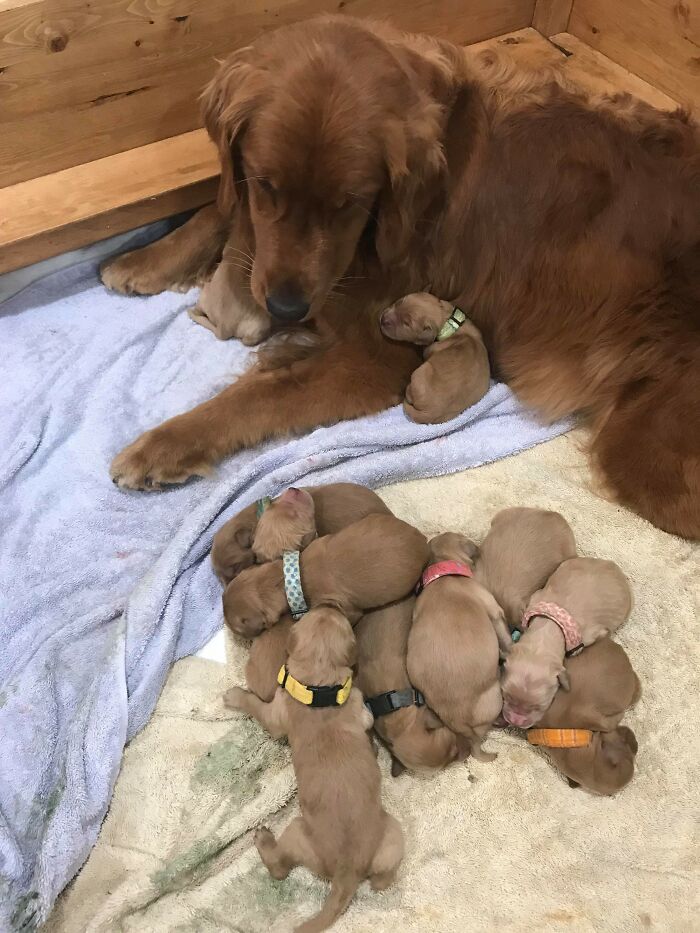 Our Girl Lucy Had 12 Puppies Today. Enjoy This Proud Mama And Her Pile Of Youngins