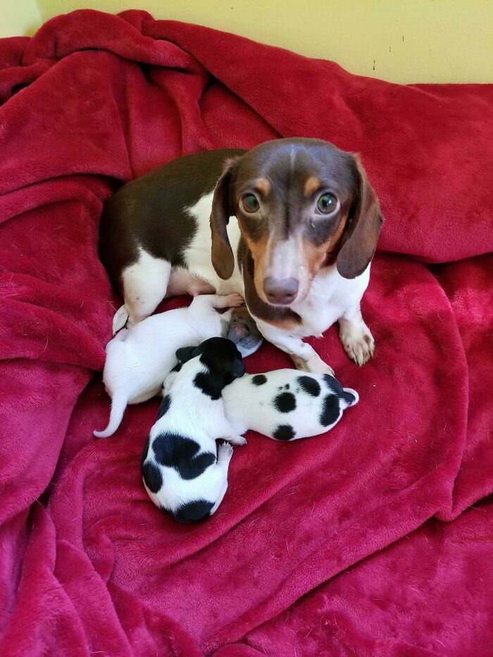 Proud Mama With Her New Babies