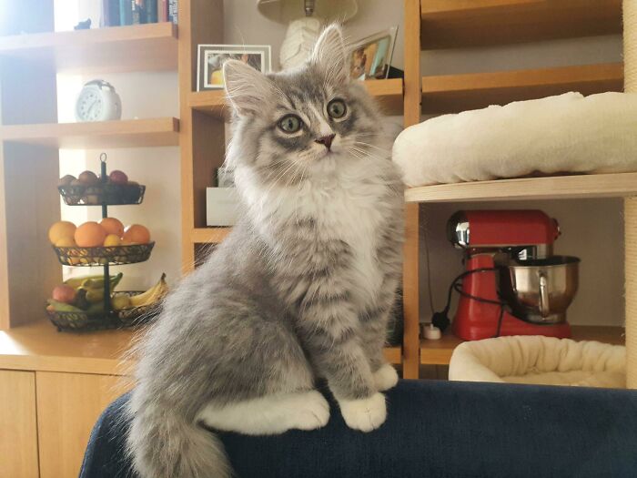 One Day After Adopting Our 14 Week Old Ragamuffin And He Owns The Place