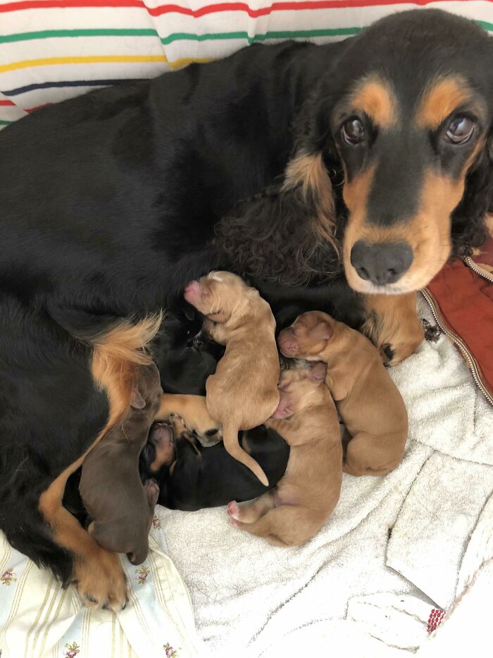 Proud Mama Of 7 Healthy Puppies