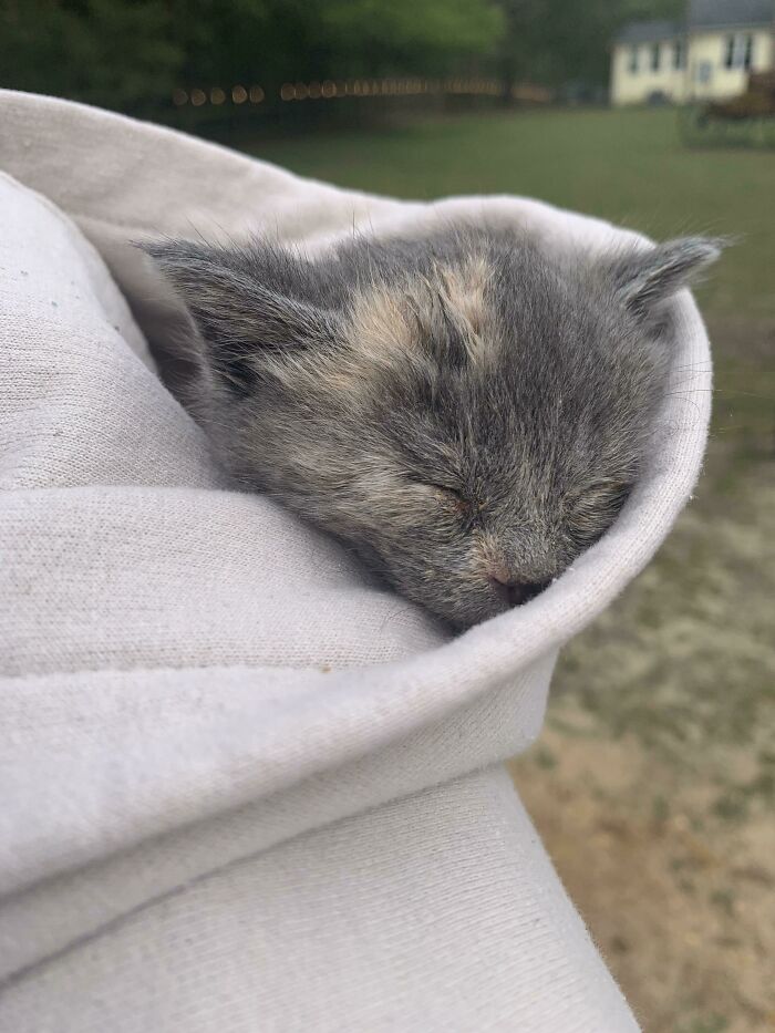 Went To Look At New Born Cats And This Guy Crawled Into My Hoodie Filled Out The Adoption Papers Not Just A Minute Later With The Fluff Ball Still In My Hood