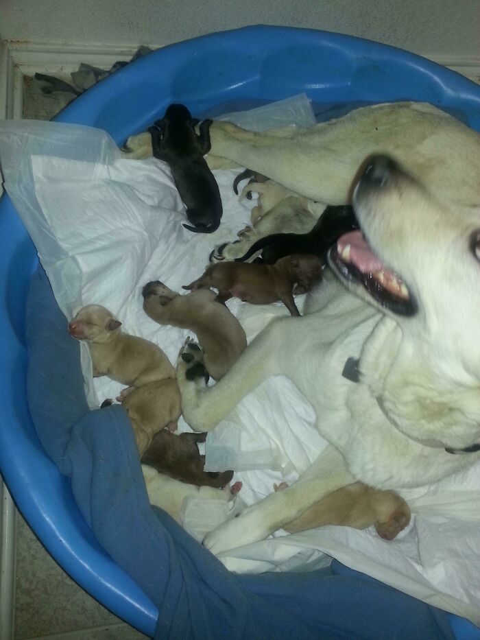 She Was In Labor All Day Yesterday 11 Pups Later She's A Proud Mama