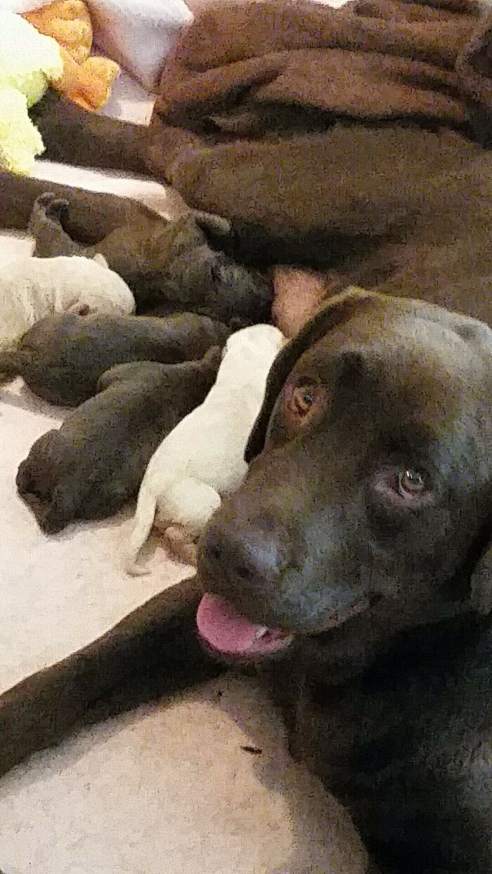 Here's My Friend's Proud Mama And Her Pups