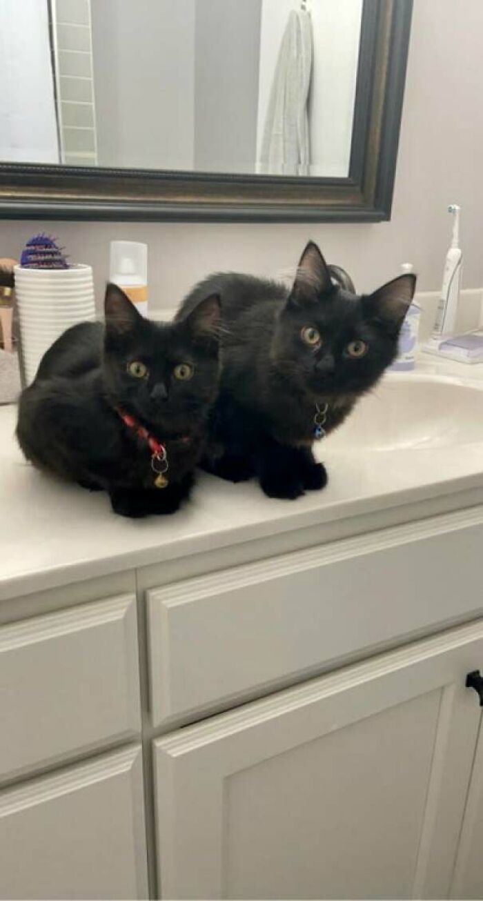 Two Tickets To The Black Cat Club Please! Adopted These Two Siblings Today