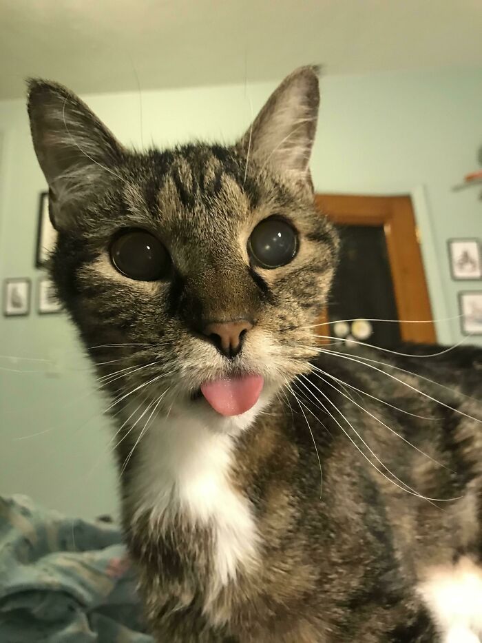A Fantastic Blep From My Newly Adopted Blind Old Kitty, Ambrose