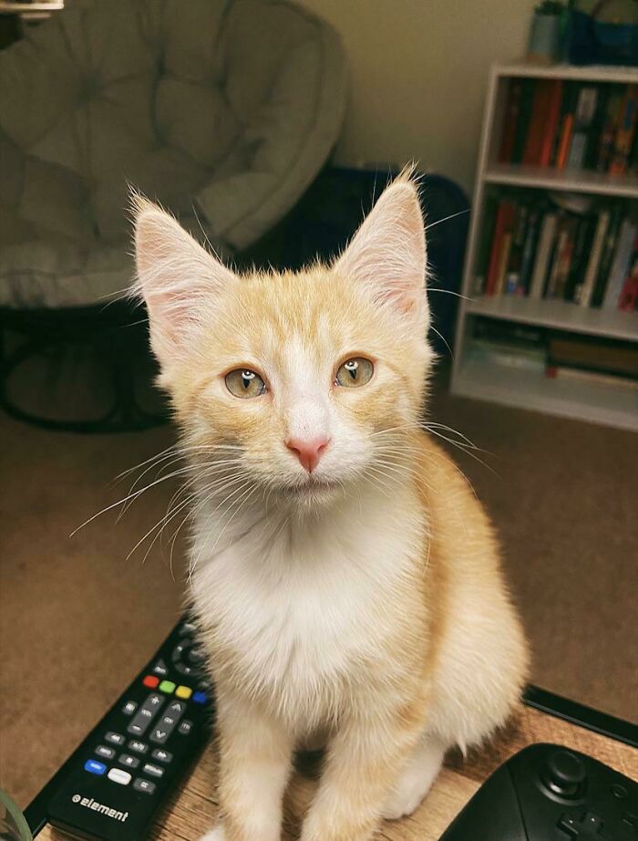Adopted This Little One The Other Day. I Named Him Tails!