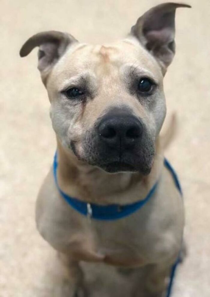 "Old Man Ed's "I'm Getting Adopted!" Smile Is Both Handsome And Proud" I Am Getting Along Well With The Old Man 