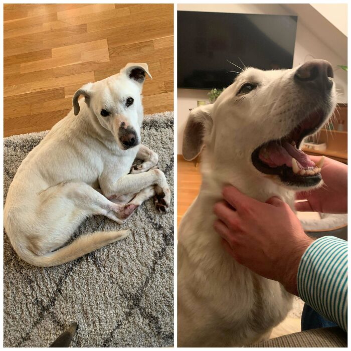 First Day When We Adopted Our Sweet Boy From Italy vs. After One Month