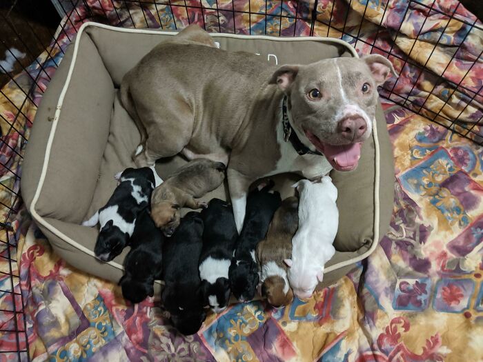 Last Week She Gave Birth To 8 Babies In A Shelter. Last Night She Got Her Own Room, With Her Own Bed And All The Cuddles! She's One Proud Mom