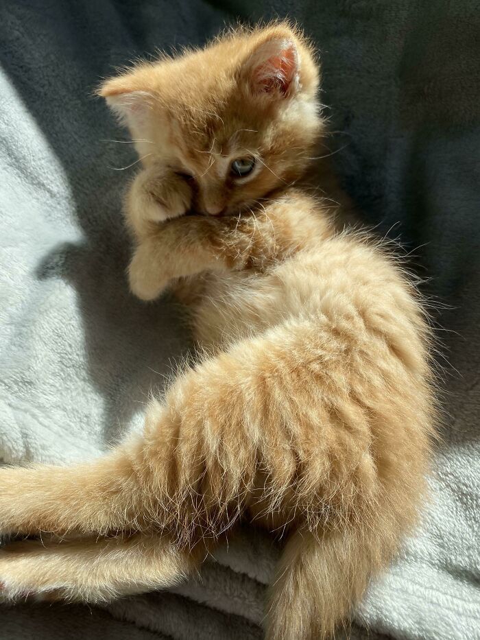 The Orange Kitten I Rescued From Under My Stairs Two Days Ago Already Knows How To Pose Like A Supermodel