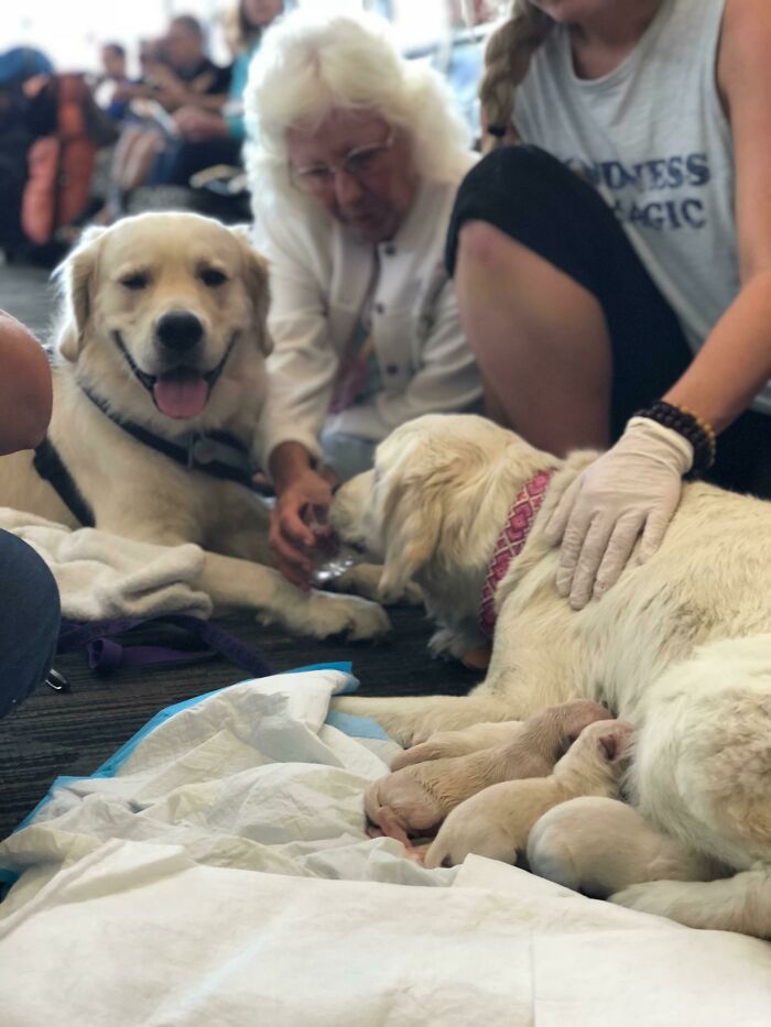 Mom Service Dog Gives Birth To 8 Puppies In Florida Airport, While Proud Daddy Service Dog Looks On