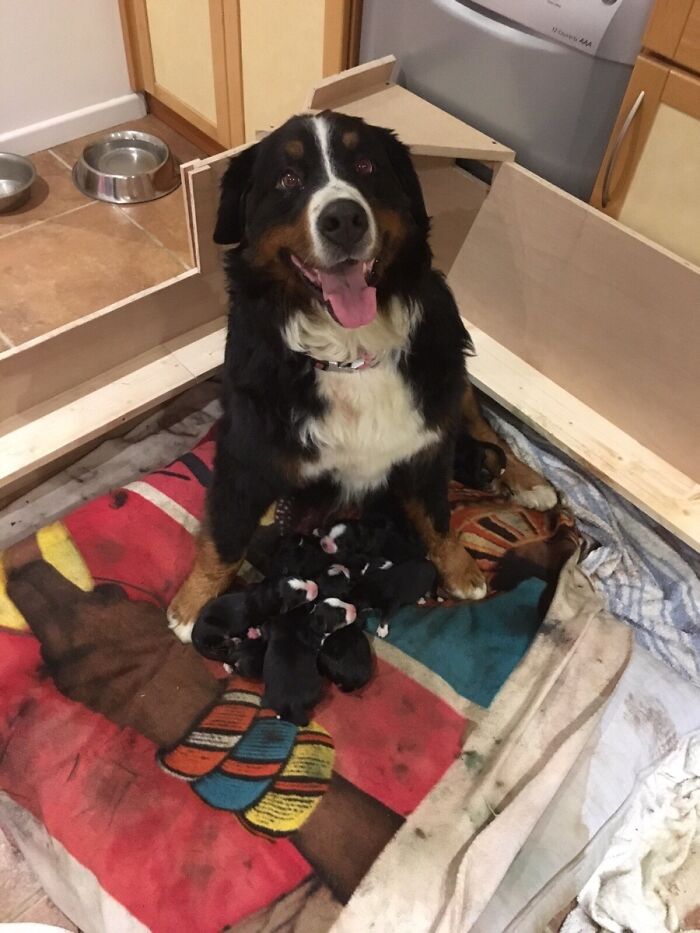 Heidi, Proud Mother Of 11 Pups